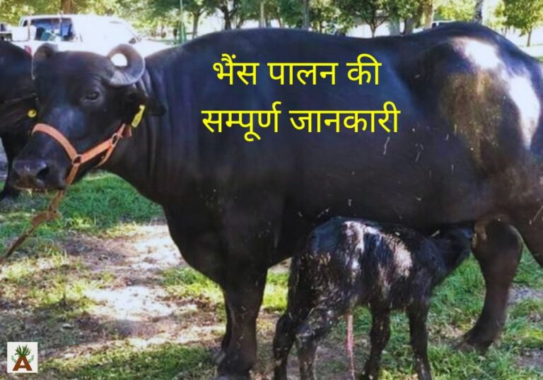 भैंस पालन की सम्पूर्ण जानकारी