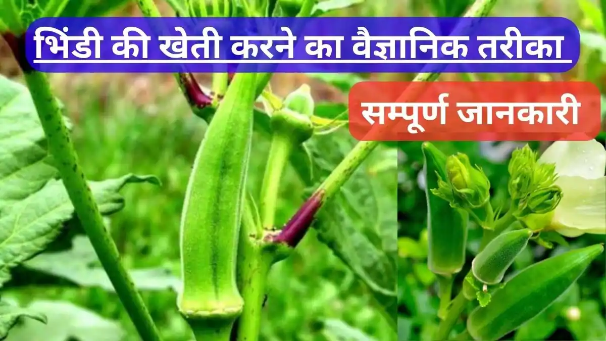 Bhindi ki kheti kaise kare