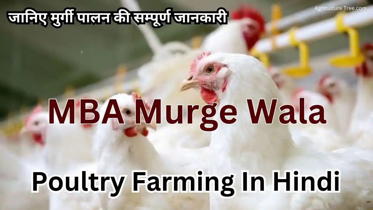 MBA Murge Wala