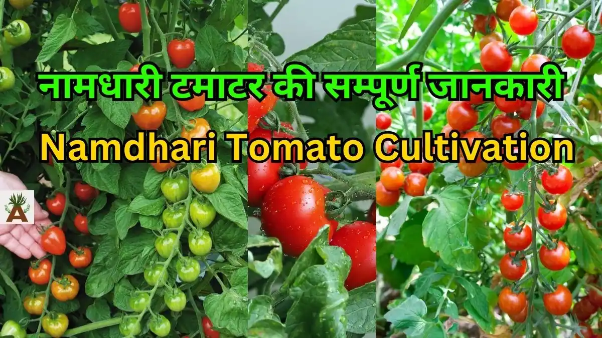 Namdhari tamatar ki kheti