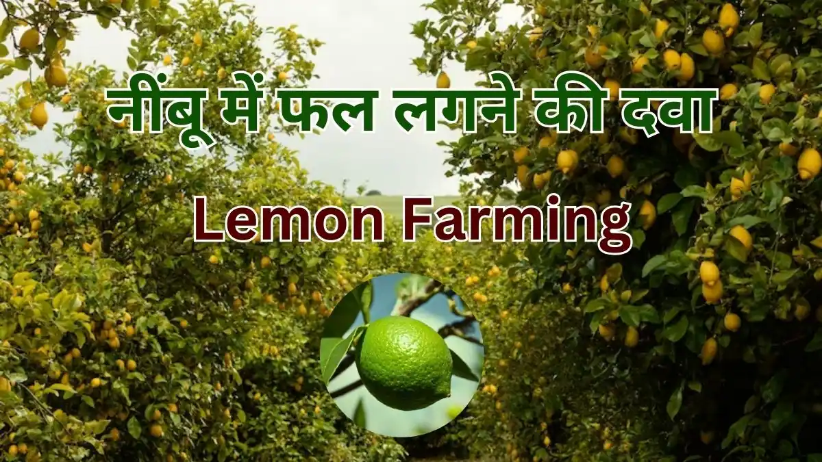 desi nimbu ki kheti