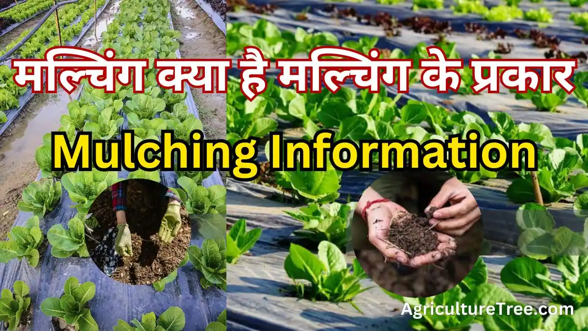 Mulching kya hai