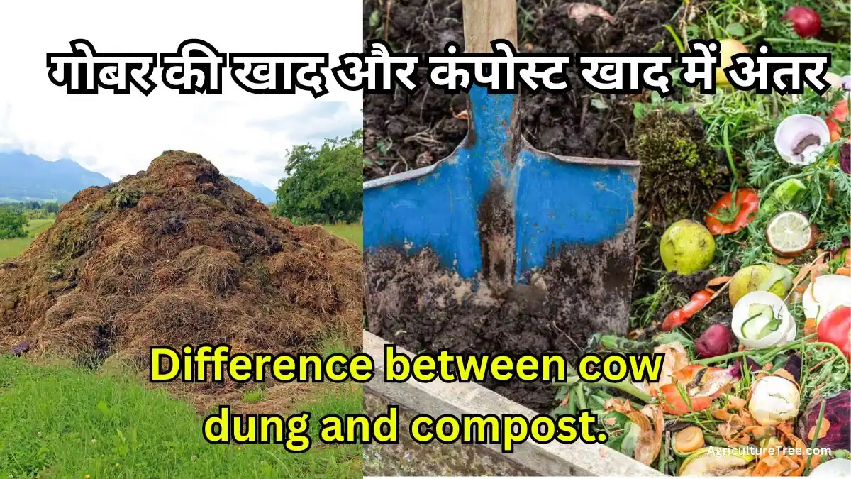 Gobar ki Khad aur compost Khad Mein antar