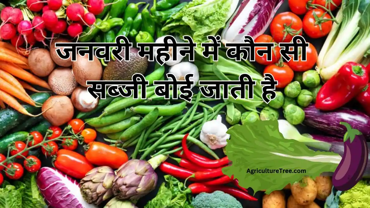 vegetables-sown-in-january-in-hindi