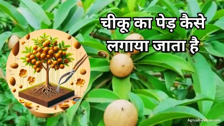 चीकू का पेड़ कैसे लगाया जाता है