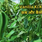 Vanilla Ki Kheti