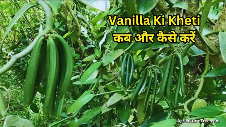 Vanilla Ki Kheti