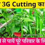 Mirch Me 3G Cutting